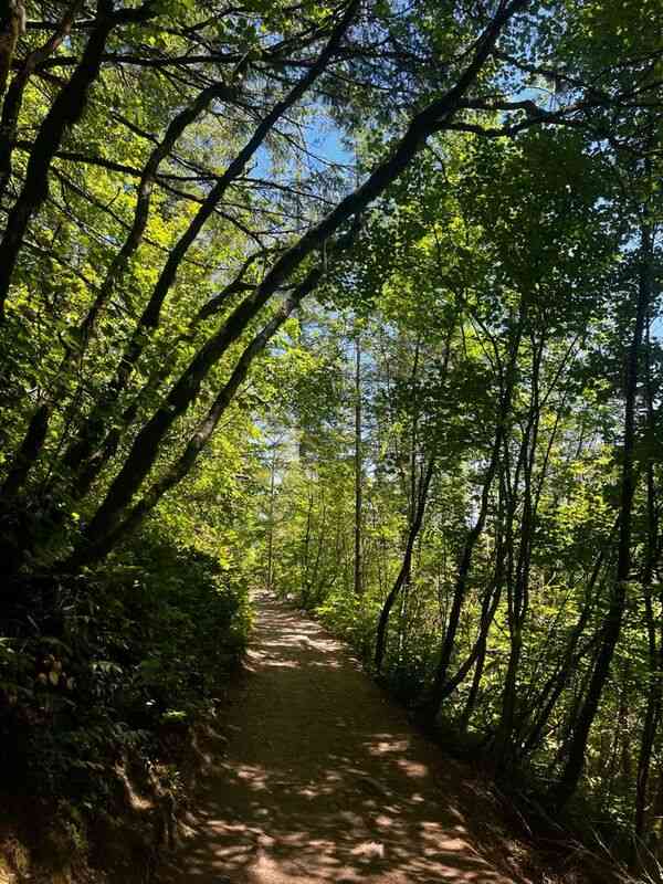 Calm walking trail surrounded by green trees and soft natural light
